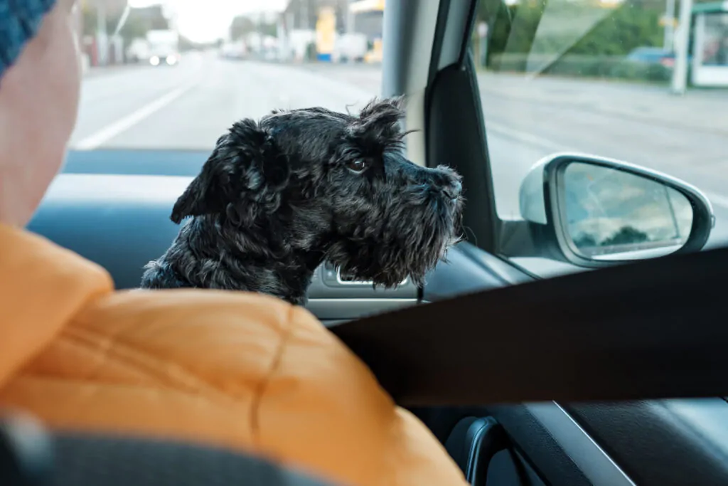 A family and their dog on a road trip